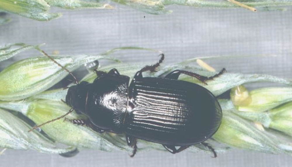 Cereal ground beetle